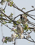 White Crowned and Harris Sparrows 9238
